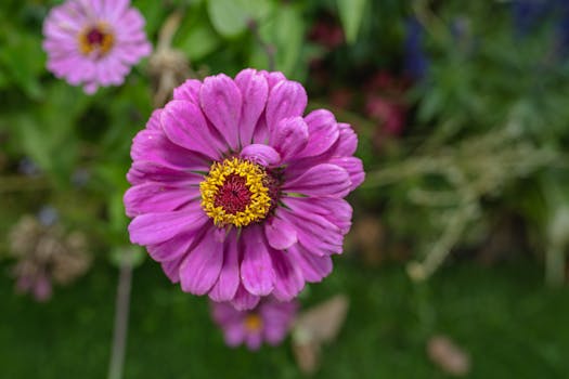 25th Anniversary Rarity Collection (TCG-FR-1E) - Yu-Gi-Oh! Wiki