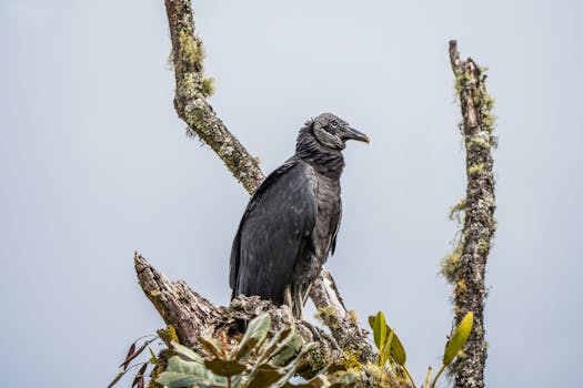 Kuriboh | Yu-Gi-Oh! Wiki - Fandom