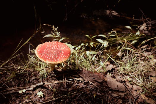 Card Gallery:Nordic Beast Gullinbursti Yu-Gi-Oh! Wiki ...