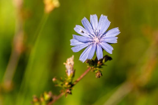 Card Tips:Baronne de Fleur | Yu-Gi-Oh! Wiki - Fandom