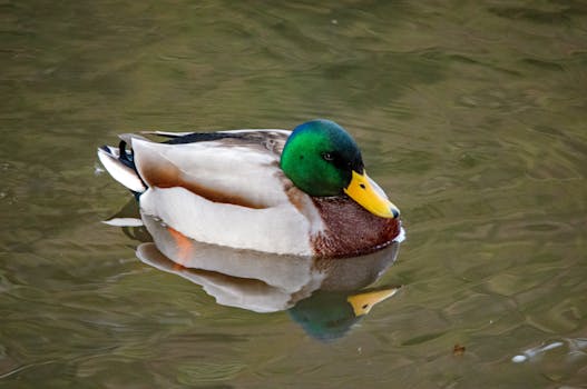 Dominus Impulse | Card Details | Yu-Gi-Oh! Neuron ...