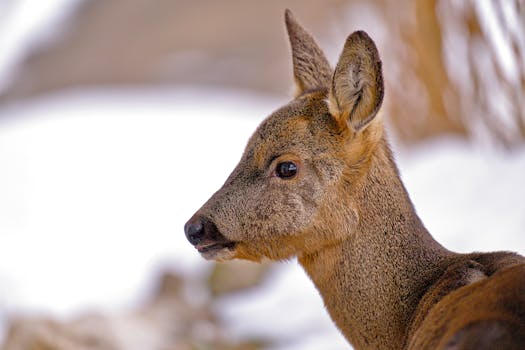 infernity tech? [mechanical hound]