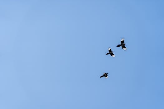 Mechanical Hound - Does it work in an Infernity deck?