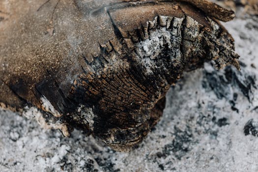 Card Rulings:Ash Blossom & Joyous Spring - Yu-Gi-Oh! Wiki